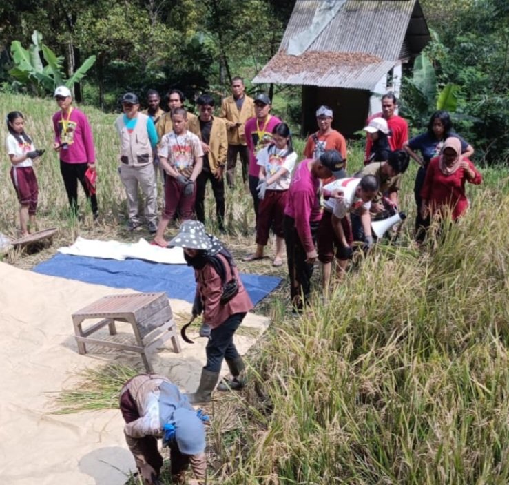 Siswa Labschool dan Mahasiswa Kartamulia Kolaborasi Belajar Bertani di Sawah Purwakarta