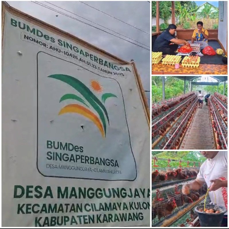 Bumdes Singaperbangsa Desa Manggungjaya Karawang Kembangkan Usaha Ternak Ayam Petelur, Siap Layani Kebutuhan Telur Masyarakat