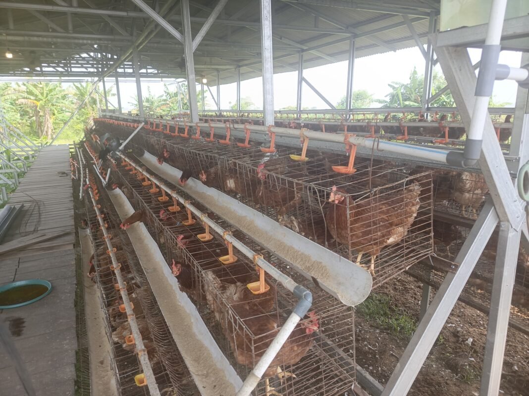 Kandang Ayam BUMDes Kembali Ditolak Warga Kebon Cau, Diduga Tanpa Izin dan Sarat Kepentingan Pribadi